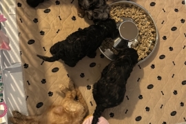 F1B cockapoo puppies health tested parents 