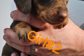 Dachshund for sale