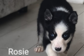 Adorable Siberian Husky pupps