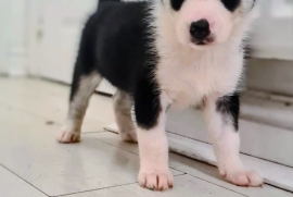 Adorable Siberian Husky pupps