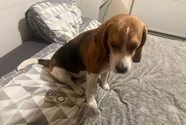 Stunning KC Reg male Beagle