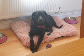 Lab x female in need of home