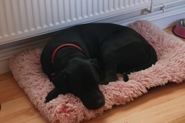 Lab x female in need of home