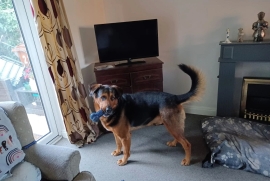 GSD X in need of a home