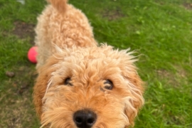 Hello i am Cavapoo breed and my name is Teddy