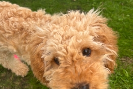 Hello i am Cavapoo breed and my name is Teddy