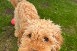 Hello i am Cavapoo breed and my name is Teddy