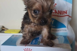 Yorkshire terrier 