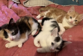 3 kittens 