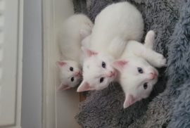 Maine coon kittens