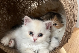 Ready!! Tica scottish fold/straight kittens