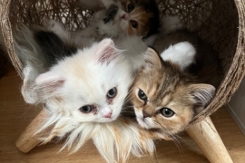 Ready!! Tica scottish fold/straight kittens