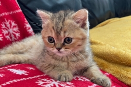 Ready!! Tica scottish fold/straight kittens