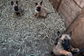 Belgian Malinois cross puppies for sale