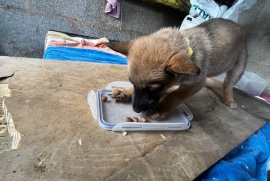 Belgian Malinois cross puppies for sale