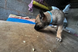 Belgian Malinois cross puppies for sale