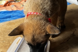 Belgian Malinois cross puppies for sale