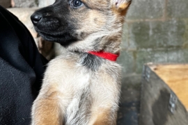 Belgian Malinois cross puppies for sale