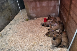 Belgian Malinois cross puppies for sale