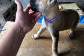 Belgian Malinois cross puppies for sale