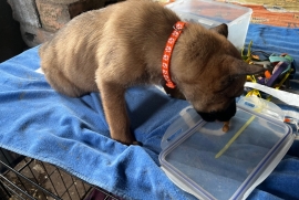 Belgian Malinois cross puppies for sale