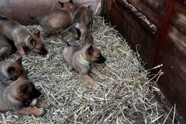 Belgian Malinois cross puppies for sale