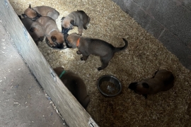 Belgian Malinois cross puppies for sale