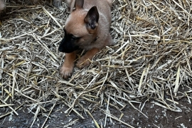 Belgian Malinois cross puppies for sale