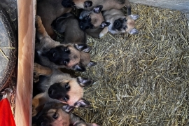 Belgian Malinois cross puppies for sale