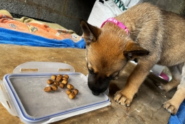 Belgian Malinois cross puppies for sale