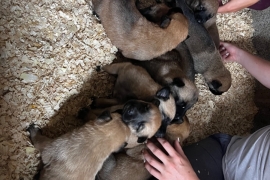 Belgian Malinois cross puppies for sale