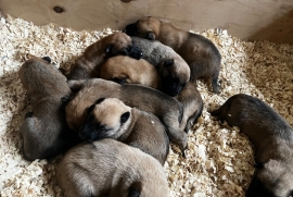 Belgian Malinois cross puppies for sale