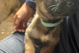 Belgian Malinois cross puppies for sale