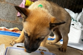 Belgian Malinois cross puppies for sale