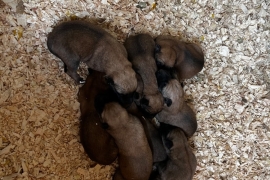 Belgian Malinois cross puppies for sale