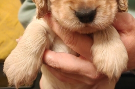 Cocker Spaniel