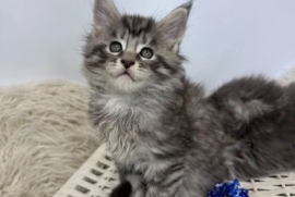 Purebred Maine Coons kittens