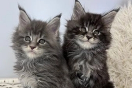 Purebred Maine Coons kittens