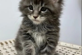 Purebred Maine Coons kittens