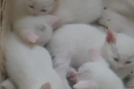 White Kittens, 