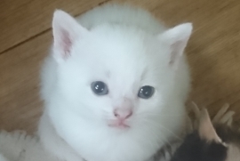 White Kittens, 