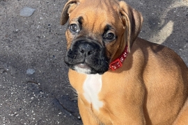 *Fantastic Boxer puppies for sale*