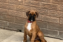 *Fantastic Boxer puppies for sale*