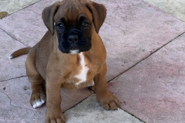 *Fantastic Boxer puppies for sale*