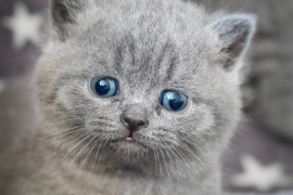 2LEFT REGISTERED British Shorthair 