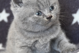 2LEFT REGISTERED British Shorthair 