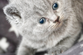 2LEFT REGISTERED British Shorthair 