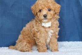 Cockapoo puppies