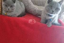  British shorthair Kittens