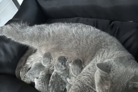  British shorthair Kittens